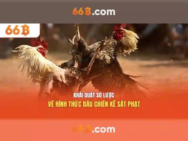 Giới thiệu về kích thước 66B