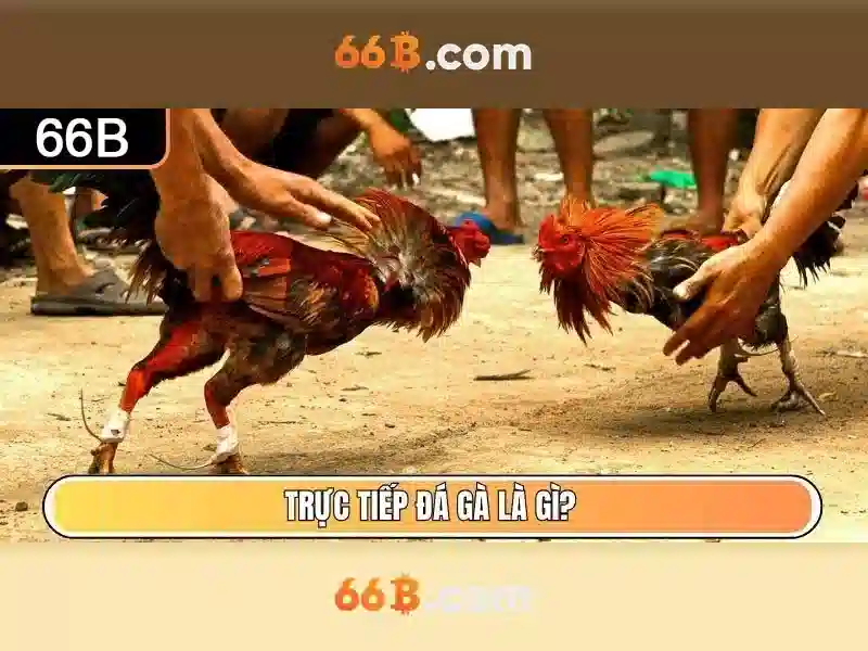 66B: Sự kỳ diệu của mô hình ngôn ngữ 66 tỷ tham số