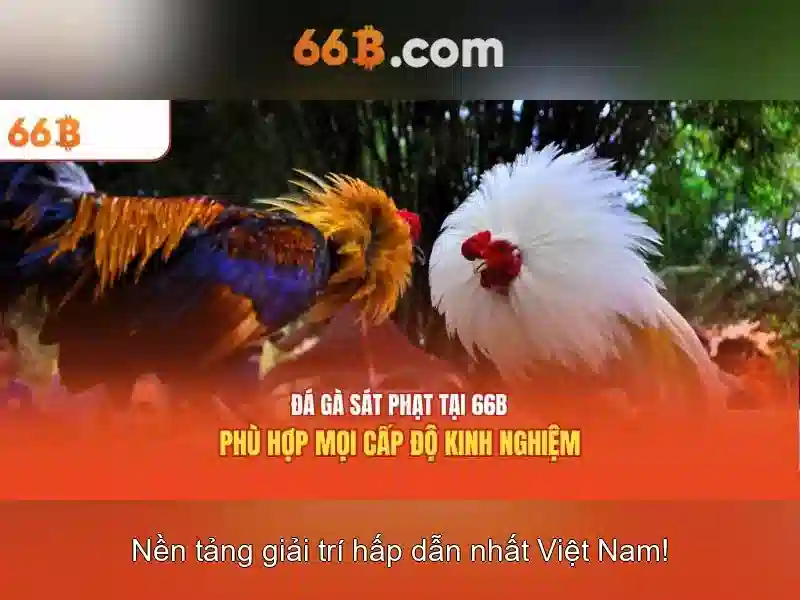 66b: Khởi động và những điều cơ bản