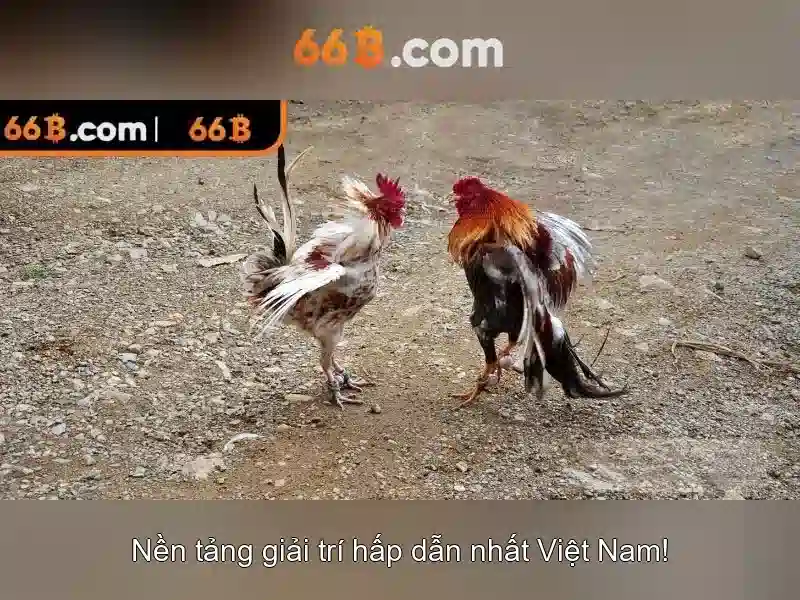 66b: một khái niệm công nghệ và văn hóa số